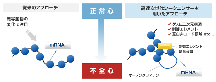 特定分子の機能解析