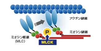 心臓特異的ミオシン軽鎖リン酸化酵素を新規に同定しその心収縮性に与える効果