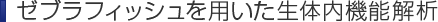 生体内機能解析