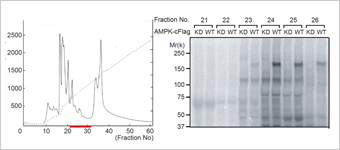 ATP 関連リン酸化酵素の新規器質の同定